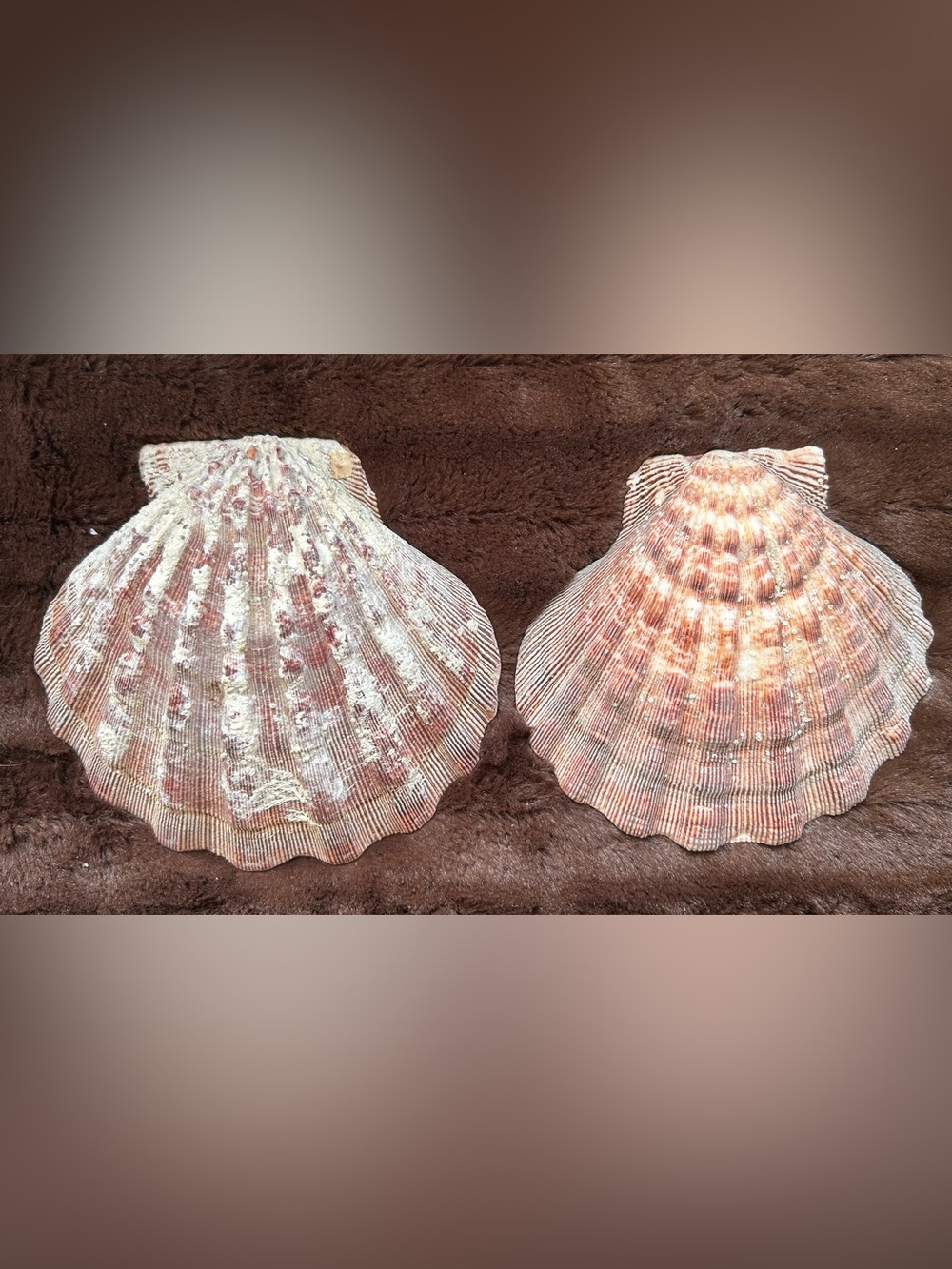 2 Lion Paw Scallop Shells 5 1/2” & 6” large
